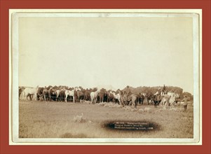 Roping and changing. Changing horses on round up, John C. H. Grabill was an american photographer.