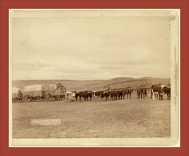 The last large bull train on its way from the railroad to the Black Hills, John C. H. Grabill was