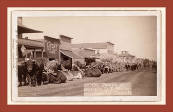 Ox teams at Sturgis, D.T. [i.e. Dakota Territory], John C. H. Grabill was an american photographer.