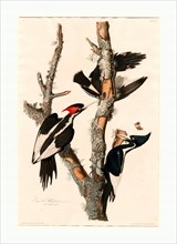 Robert Havell after John James Audubon, Ivory-billed Woodpecker, American, 1793  1878, 1829, hand