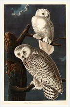 Robert Havell after John James Audubon (American, 1793  1878 ), Snowy Owl, 1831, hand colored