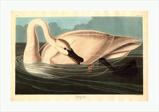 Robert Havell after John James Audubon, Trumpeter Swan, American, 1793  1878, 1838, hand colored