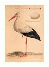 Jan Christiaan Sepp (Dutch, 1739  1811 ), The White Stork, hand colored etching and engraving