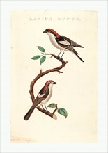 American 19th Century, Lanius rufus, hand colored etching