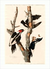 Robert Havell after John James Audubon, Ivory-billed Woodpecker, American, 1793 - 1878, 1829,