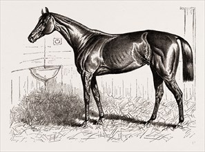 AN AMERICAN RACER IN ENGLAND-MR. KEENE'S "FOXHALL," WINNER OF THE BRETBY NURSERY PLATE--DRAWN BY H.
