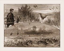 THE REVIVAL OF FALCONRY., 1880, 19th century engraving, USA, America