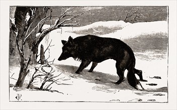 British Columbia, a province located on the west coast of Canada, dog in the snow, 19th century