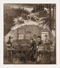 MAKING WREATHS, preparing Christmas Greens, 1880, USA, America, 19th century engraving