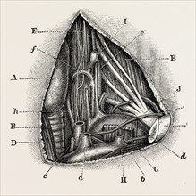 anatomy of the vertebral and inferior, medical equipment, surgical instrument, history of medicine