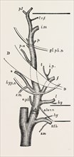 external carotid artery; natural size, modified from quain, medical equipment, surgical instrument,