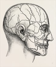 diagram to show the position of the facial, medical equipment, surgical instrument, history of