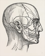 the nerves of the face and of the side of the head, medical equipment, surgical instrument, history