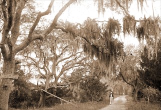 Road to Bostrom's, Ormond, Jackson, William Henry, 1843-1942, Roads, United States, Florida, Ormond