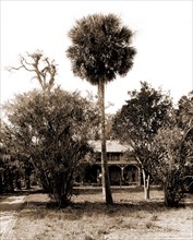 Orange grower's home, Ormond, Jackson, William Henry, 1843-1942, Palms, Dwellings, United States,