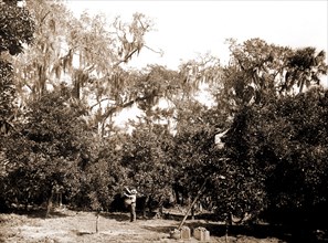 An orange grove on the Halifax, Fla, Jackson, William Henry, 1843-1942, Orange orchards,