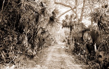 Ormond Hammock, The, Jackson, William Henry, 1843-1942, Roads, United States, Florida, Ormond