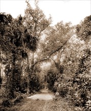 The Hammock Road near Ormond, Jackson, William Henry, 1843-1942, Roads, United States, Florida,