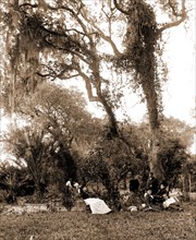 Garden near Daytona, A, Jackson, William Henry, 1843-1942, Gardens, United States, Florida, Daytona