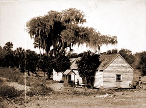 Negro cabin and oaks, Florida, Jackson, William Henry, 1843-1942, Dwellings, African Americans,