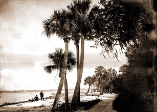 Indian River at Cocoa, Fla, Jackson, William Henry, 1843-1942, Palms, Waterfronts, Bays, United