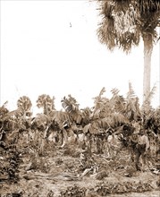 Banana plantation, Indian River, Jackson, William Henry, 1843-1942, Banana plantations,