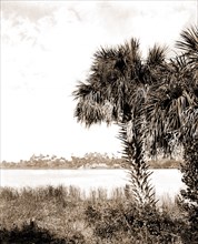 Landing at Eau Gallie, The, Jackson, William Henry, 1843-1942, Palms, Waterfronts, Bays, United