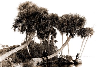 Studies in palms, Sebastian Creek, Florida, Jackson, William Henry, 1843-1942, Waterfronts, Palms,