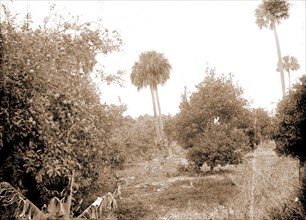 Grove at Barker's Bluff, Jackson, William Henry, 1843-1942, Trees, Bays, United States, Florida,