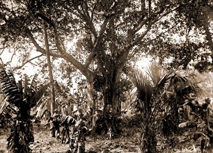 Rubber tree, Eden, Jackson, William Henry, 1843-1942, Rubber trees, Bays, United States, Florida,