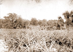 Pineapples at Eden, Jackson, William Henry, 1843-1942, Pineapples, Bays, United States, Florida,