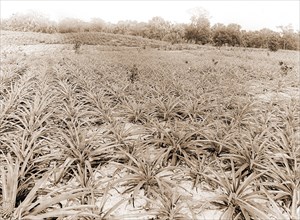 Pineapple field at Eden, Jackson, William Henry, 1843-1942, Pineapple plantations, United States,