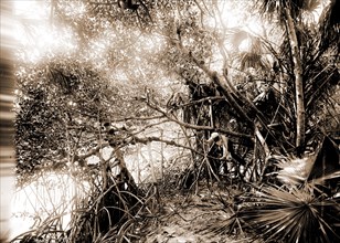 Mangroves in Jupiter Narrows, Jackson, William Henry, 1843-1942, Mangrove plants, Bays, United