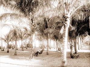 Cocoanut grove at McCormick's, Lake Worth, Fla, Jackson, William Henry, 1843-1942, McCormick's