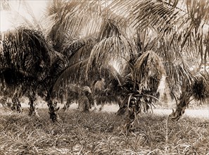 Cocoanuts and pineapples, Lake Worth, Fla, Jackson, William Henry, 1843-1942, Palms, Pineapples,