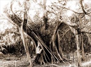 Rubber tree, Lake Worth, Fla, Jackson, William Henry, 1843-1942, Rubber trees, United States,