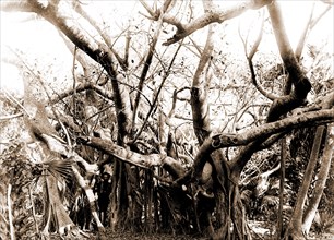 Rubber trees, Lake Worth, Jackson, William Henry, 1843-1942, Rubber trees, United States, Florida,
