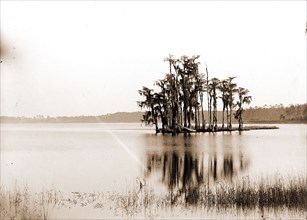 Lake Louise near Seville, Fla, Jackson, William Henry, 1843-1942, Islands, Lakes & ponds, United