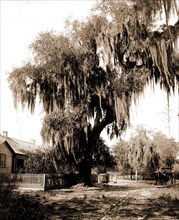 Live oak near Seville, Fla, Jackson, William Henry, 1843-1942, Trees, United States, Florida,