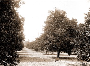Orange grove, Seville, Fla, Jackson, William Henry, 1843-1942, Orange orchards, United States,