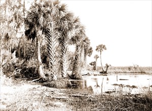 Shore line along Lake George, Fla, Jackson, William Henry, 1843-1942, Palms, Lakes & ponds, United