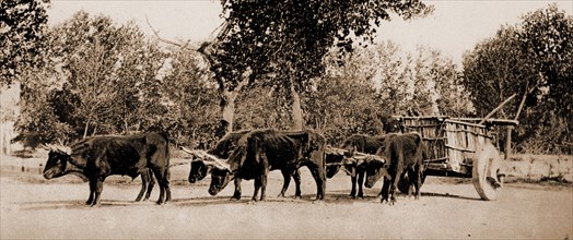 Mexican carreta, Chihuahua, Jackson, William Henry, 1843-1942, Ox teams, Mexico, Chihuahua, 1884