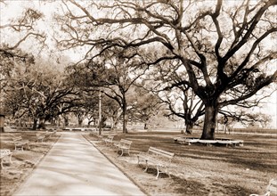 City park, New Orleans, Parks, United States, Louisiana, New Orleans, 1890