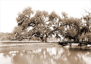 Washington Oak, Audubon Park, New Orleans, Parks, Historic trees, United States, Louisiana, New