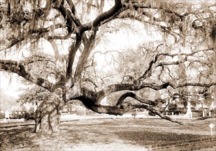Magnolia Cemetery, live oaks, Charleston, S.C, Cemeteries, Oaks, United States, South Carolina,