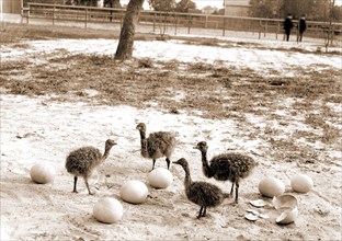 Ostrich farm, Hot Springs, Ark, Ostriches, United States, Arkansas, Hot Springs, 1880
