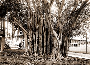 Rubber tree in U.S. barracks, Key West, Fla, Rubber trees, Barracks, United States, Florida, Key