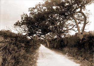 Road to Cocoanut Grove i.e. Coconut Grove, Miami, Fla, Roads, United States, Florida, Miami, 1880