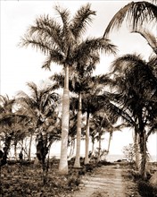 Royal palms at Cocoanut Grove i.e. Coconut Grove, Miami, Fla, Trails & paths, Palms, United States,