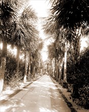 Ocean Ave, Palm Beach, Florida, Roads, Palms, United States, Florida, Palm Beach, 1880